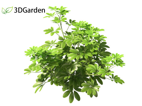 Schefflera octophylla - umbrella plant 01 Model 3D