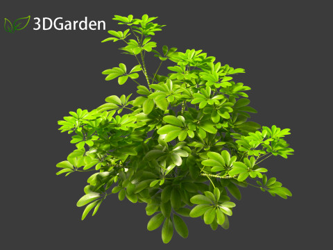 Schefflera octophylla - umbrella plant 01 Model 3D