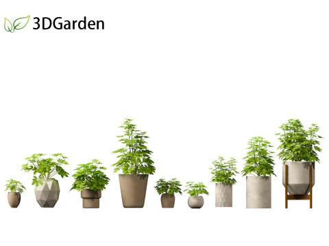 Schefflera octophylla - umbrella plant 02 3D Model