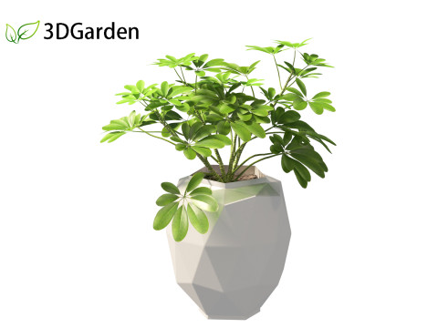 Schefflera octophylla - umbrella plant 02 3D मॉडल