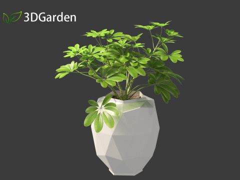 Schefflera octophylla - umbrella plant 02 3D मॉडल