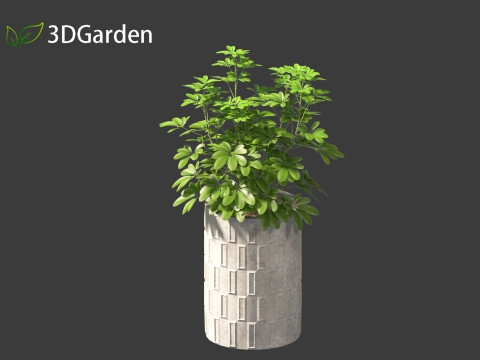 Schefflera octophylla - umbrella plant 02 3D मॉडल