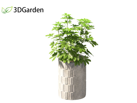 Schefflera octophylla - umbrella plant 02 3D मॉडल