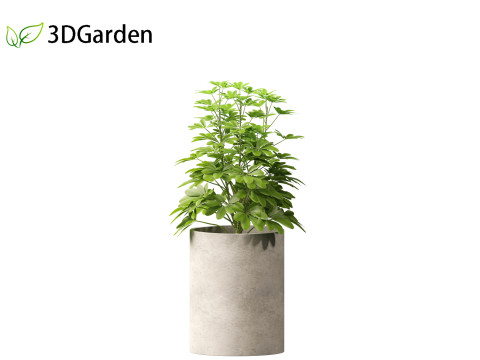 Schefflera octophylla - umbrella plant 02 3D मॉडल