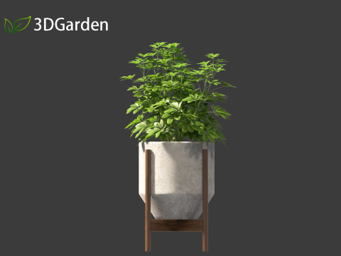 Schefflera octophylla - umbrella plant 02 3D मॉडल