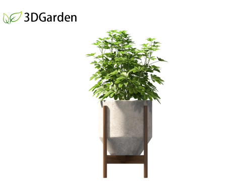 Schefflera octophylla - umbrella plant 02 3D मॉडल