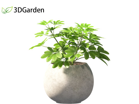 Schefflera octophylla - umbrella plant 02 3D मॉडल