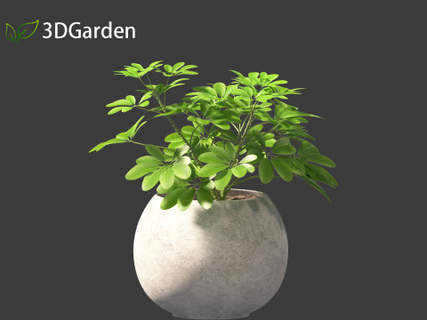 Schefflera octophylla - umbrella plant 02 3D मॉडल