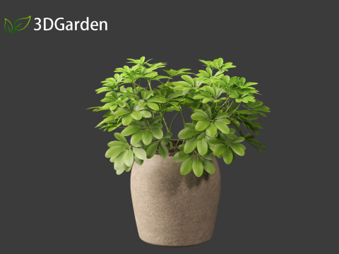 Schefflera octophylla - umbrella plant 02 3D मॉडल