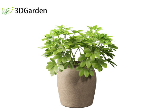 Schefflera octophylla - umbrella plant 02 3D मॉडल