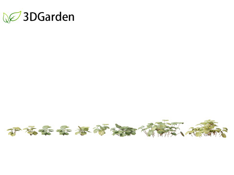 Saxifraga stolonifera - strawberry begonia 01 3Dモデル