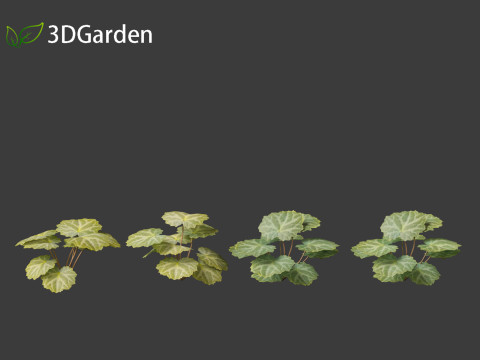Saxifraga stolonifera - strawberry begonia 01 3D Модель