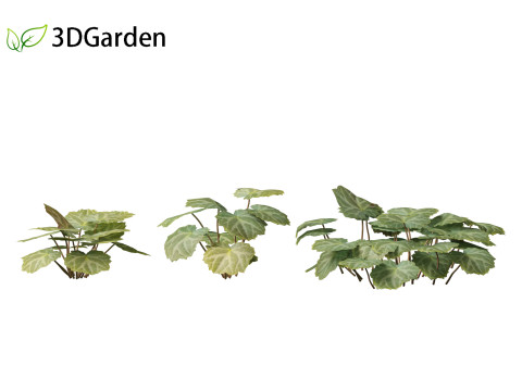 Saxifraga stolonifera - strawberry begonia 01 3D Модель