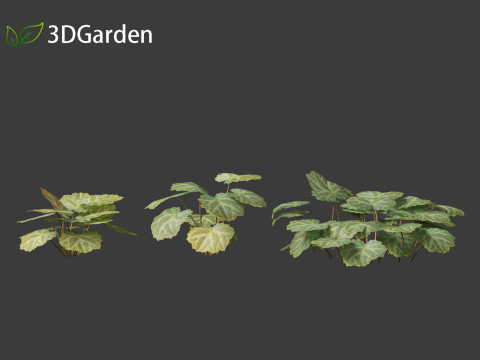 Saxifraga stolonifera - strawberry begonia 01 3D Модель