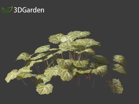 Saxifraga stolonifera - strawberry begonia 01 3D Модель