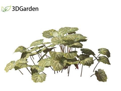 Saxifraga stolonifera - strawberry begonia 01 3D Модель