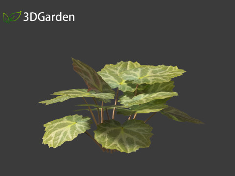 Saxifraga stolonifera - strawberry begonia 01 3D Модель