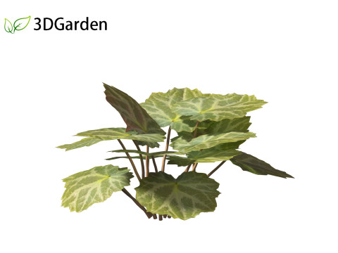 Saxifraga stolonifera - strawberry begonia 01 3D Модель