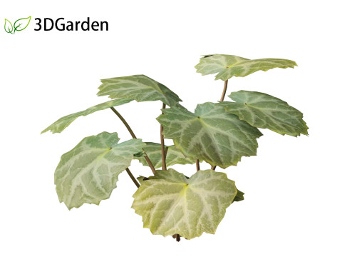 Saxifraga stolonifera - strawberry begonia 01 3D Модель