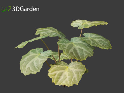 Saxifraga stolonifera - strawberry begonia 01 3D Модель