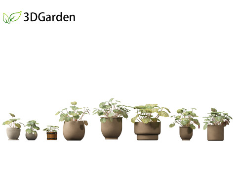 Saxifraga stolonifera - strawberry begonia 02 3D Model