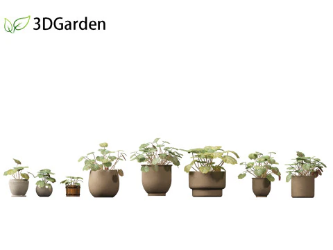 Saxifraga stolonifera - aardbeibegonia 02 3D Model