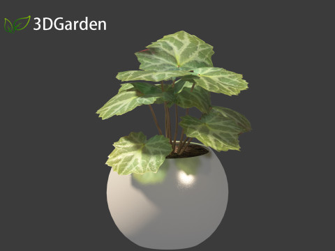 Saxifraga stolonifera - strawberry begonia 02 Model 3D