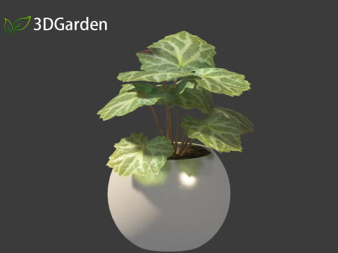 Saxifraga stolonifera - strawberry begonia 02 3D Model