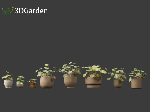 Saxifraga stolonifera - strawberry begonia 02 Model 3D