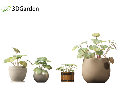 Saxifraga stolonifera - strawberry begonia 02 Model 3D