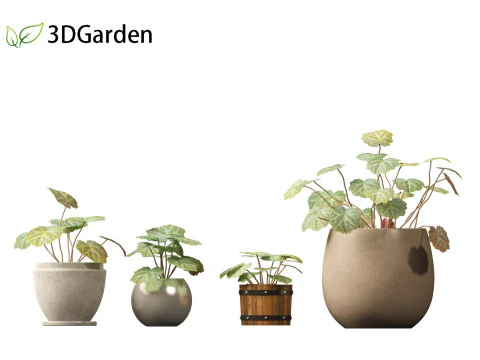 Saxifraga stolonifera - strawberry begonia 02 3D Model