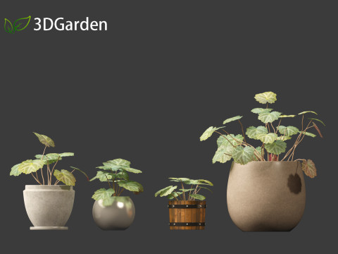 Saxifraga stolonifera - strawberry begonia 02 Model 3D