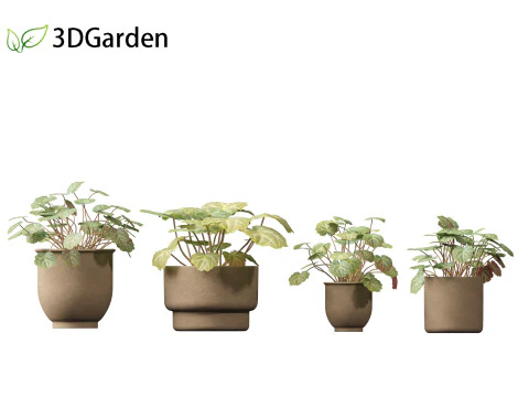 Saxifraga stolonifera - strawberry begonia 02 3D Model