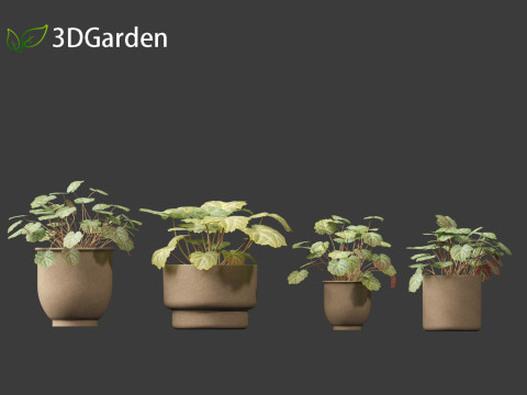 Saxifraga stolonifera - strawberry begonia 02 Model 3D