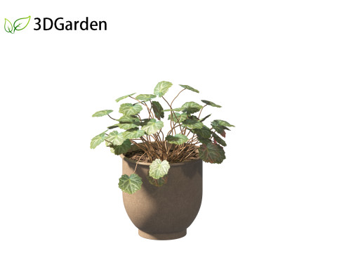 Saxifraga stolonifera - strawberry begonia 02 Model 3D