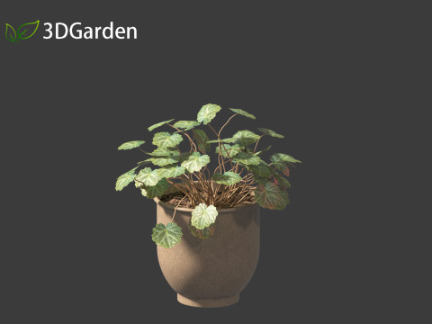 Saxifraga stolonifera - strawberry begonia 02 Model 3D