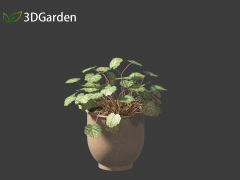 Saxifraga stolonifera - strawberry begonia 02 3D Model