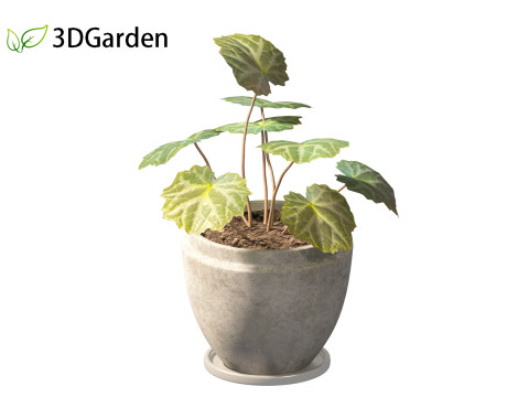 Saxifraga stolonifera - strawberry begonia 02 Model 3D