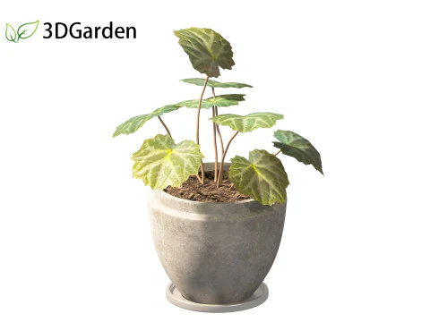 Saxifraga stolonifera - strawberry begonia 02 3D Model