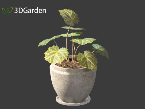 Saxifraga stolonifera - strawberry begonia 02 Model 3D