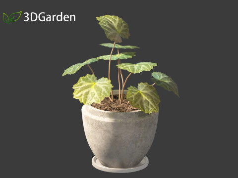 Saxifraga stolonifera - strawberry begonia 02 3D Model