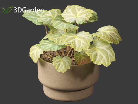 Saxifraga stolonifera - strawberry begonia 02 Model 3D