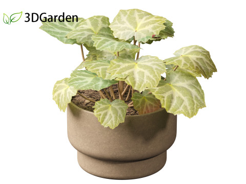 Saxifraga stolonifera - strawberry begonia 02 Model 3D
