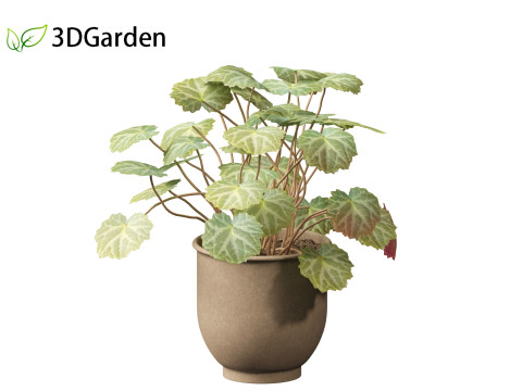 Saxifraga stolonifera - strawberry begonia 02 Model 3D