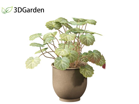 Saxifraga stolonifera - strawberry begonia 02 3D Model