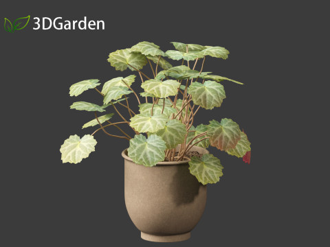 Saxifraga stolonifera - strawberry begonia 02 Model 3D