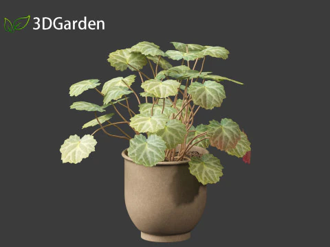 Saxifraga stolonifera - strawberry begonia 02 3D Model