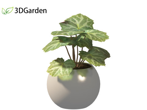 Saxifraga stolonifera - strawberry begonia 02 Model 3D