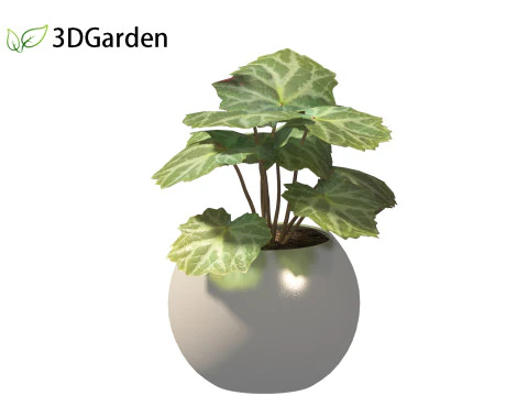 Saxifraga stolonifera - strawberry begonia 02 3D Model