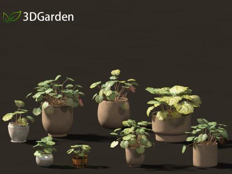 Saxifraga stolonifera - strawberry begonia 02 3D Model